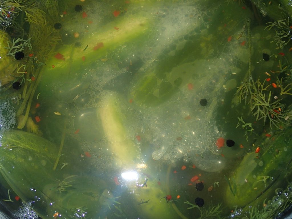 Lacto-Fermented Pickles