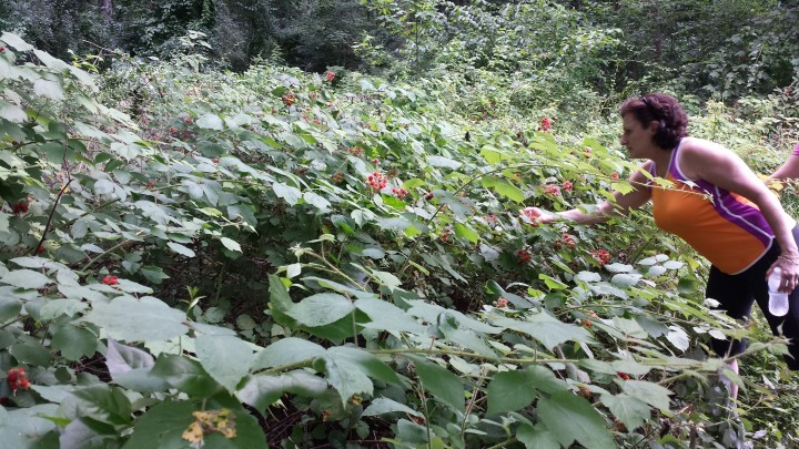 Wild Raspberries